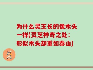 为什么灵芝长的像木头一样(灵芝神奇之处：形似木头却重如泰山)