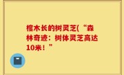 棺木长的树灵芝(“森林奇迹：树体灵芝高达10米！”
