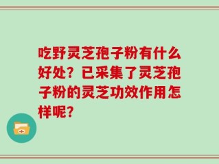 吃野灵芝孢子粉有什么好处？已采集了灵芝孢子粉的灵芝功效作用怎样呢？