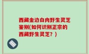 西藏金边白肉野生灵芝鉴别(如何识别正宗的西藏野生灵芝？)