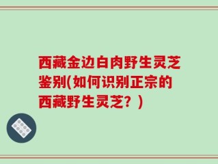 西藏金边白肉野生灵芝鉴别(如何识别正宗的西藏野生灵芝？)