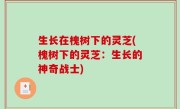 生长在槐树下的灵芝(槐树下的灵芝：生长的神奇战士)