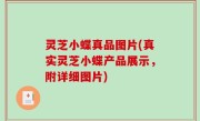 灵芝小蝶真品图片(真实灵芝小蝶产品展示，附详细图片)