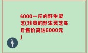 6000一斤的野生灵芝(珍贵的野生灵芝每斤售价高达6000元)