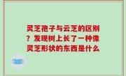 灵芝孢子与云芝的区别？发现树上长了一种像灵芝形状的东西是什么