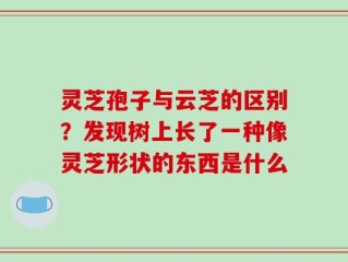 灵芝孢子与云芝的区别？发现树上长了一种像灵芝形状的东西是什么