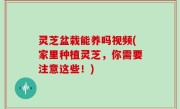 灵芝盆栽能养吗视频(家里种植灵芝，你需要注意这些！)