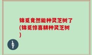锦觅竟然能种灵芝树了(锦觅惊喜耕种灵芝树)