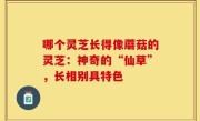 哪个灵芝长得像蘑菇的灵芝：神奇的“仙草”，长相别具特色