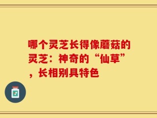哪个灵芝长得像蘑菇的灵芝：神奇的“仙草”，长相别具特色