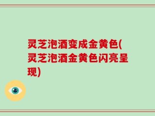 灵芝泡酒变成金黄色(灵芝泡酒金黄色闪亮呈现)