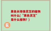 黑色长得像灵芝的植物叫什么(“黑色灵芝”是什么植物？)