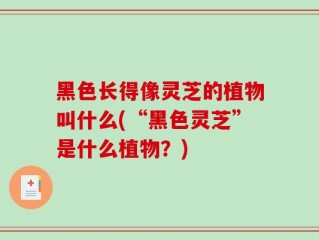 黑色长得像灵芝的植物叫什么(“黑色灵芝”是什么植物？)