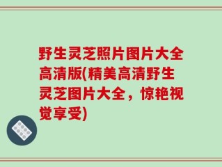 野生灵芝照片图片大全高清版(精美高清野生灵芝图片大全，惊艳视觉享受)