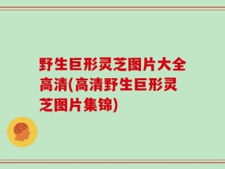野生巨形灵芝图片大全高清(高清野生巨形灵芝图片集锦)