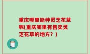 重庆哪里能种灵芝花草呢(重庆哪里有售卖灵芝花草的地方？)