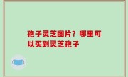 孢子灵芝图片？哪里可以买到灵芝孢子