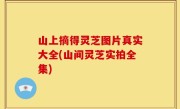 山上摘得灵芝图片真实大全(山间灵芝实拍全集)