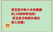 灵芝孢子粉十大效果图片(10种神奇功效! 灵芝孢子粉照片揭示惊人效果)