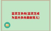 蓝灵芝多肉(蓝灵芝成为室内多肉最新宠儿)