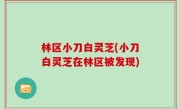 林区小刀白灵芝(小刀白灵芝在林区被发现)