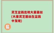 灵芝盆栽出现大量菌丝(大量灵芝菌丝在盆栽中发现)