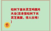 松树下面长灵芝吗图片大全(百余张松树下长灵芝美图，惊人壮观！)