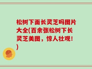 松树下面长灵芝吗图片大全(百余张松树下长灵芝美图，惊人壮观！)