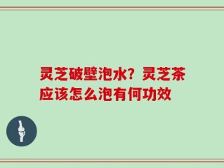 灵芝破壁泡水？灵芝茶应该怎么泡有何功效