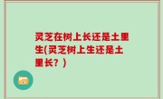 灵芝在树上长还是土里生(灵芝树上生还是土里长？)