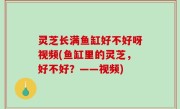灵芝长满鱼缸好不好呀视频(鱼缸里的灵芝，好不好？——视频)