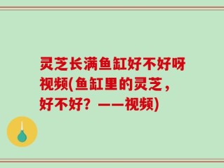 灵芝长满鱼缸好不好呀视频(鱼缸里的灵芝，好不好？——视频)
