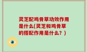 灵芝配鸡骨草功效作用是什么(灵芝和鸡骨草的搭配作用是什么？)