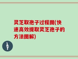 灵芝取孢子过程图(快速高效提取灵芝孢子的方法图解)