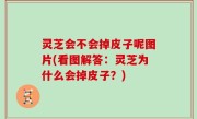 灵芝会不会掉皮子呢图片(看图解答：灵芝为什么会掉皮子？)