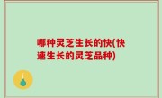 哪种灵芝生长的快(快速生长的灵芝品种)