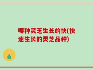 哪种灵芝生长的快(快速生长的灵芝品种)