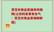 灵芝珍珠盆景推荐吗视频(让你的家更有生气：灵芝珍珠盆景视频教程)