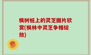 枫树桩上的灵芝图片欣赏(枫林中灵芝争相绽放)