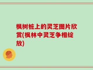 枫树桩上的灵芝图片欣赏(枫林中灵芝争相绽放)