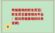 奇楠基地的野生灵芝(野生灵芝重现观光平台：探访奇楠基地的珍贵宝藏)