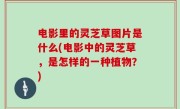 电影里的灵芝草图片是什么(电影中的灵芝草，是怎样的一种植物？)