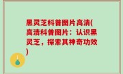 黑灵芝科普图片高清(高清科普图片：认识黑灵芝，探索其神奇功效)