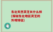 东北天然灵芝长什么样(探秘东北地区灵芝的外观特征)