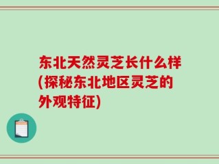 东北天然灵芝长什么样(探秘东北地区灵芝的外观特征)