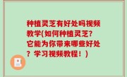 种植灵芝有好处吗视频教学(如何种植灵芝？它能为你带来哪些好处？学习视频教程！)