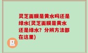 灵芝面膜是黄水吗还是绿水(灵芝面膜是黄水还是绿水？分辨方法都在这里)