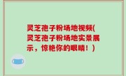 灵芝孢子粉场地视频(灵芝孢子粉场地实景展示，惊艳你的眼睛！)