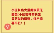 小区长出大量类似灵芝菌类(小区现神奇长出灵芝似的蘑菇，住户惊喜不已！)