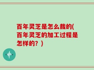 百年灵芝是怎么裁的(百年灵芝的加工过程是怎样的？)
